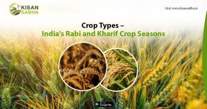 Read more about the article Crop Types – India’s Rabi and Kharif Crop Seasons