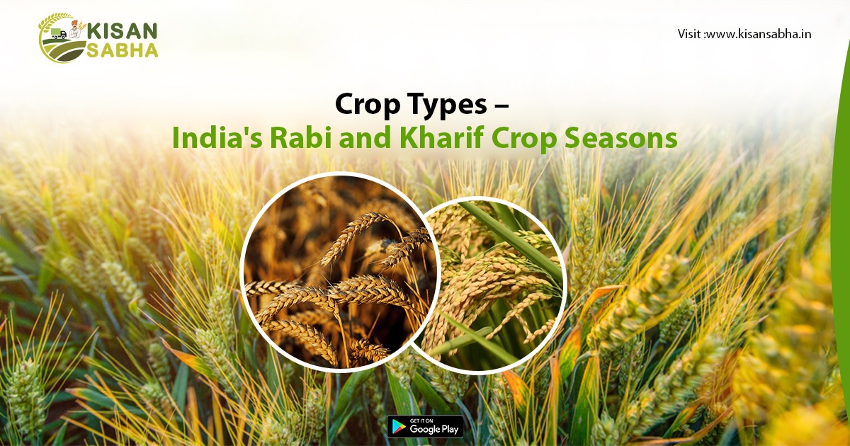 Crop Types – India's Rabi and Kharif Crop Seasons