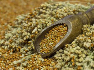 Read more about the article Need to Re-Evaluate Pearl Millet Cultivation in India Amid Climate Change: Study