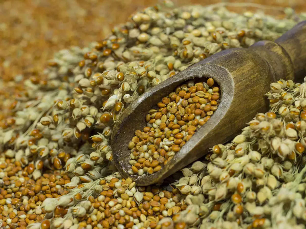 Need to re-evaluate pearl millet cultivation in India amid climate change: Study