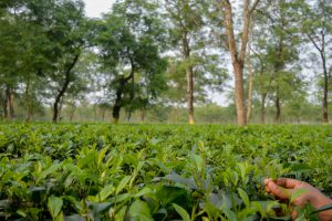 Read more about the article North Bengal tea gardens settle for 19 per cent bonus payment for FY’23: Official