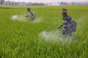 Read more about the article Govt bans use of controversial pesticide monocrotophos ahead of SC hearing