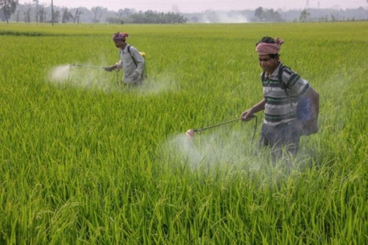 Govt bans use of controversial pesticide monocrotophos ahead of SC hearing