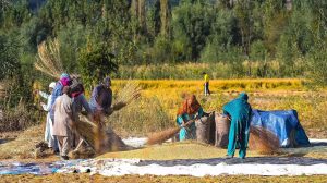 Read more about the article Jammu and Kashmir authorities plan revival of aromatic rice Mushk Budji, expand cultivation to 5,000 hectares