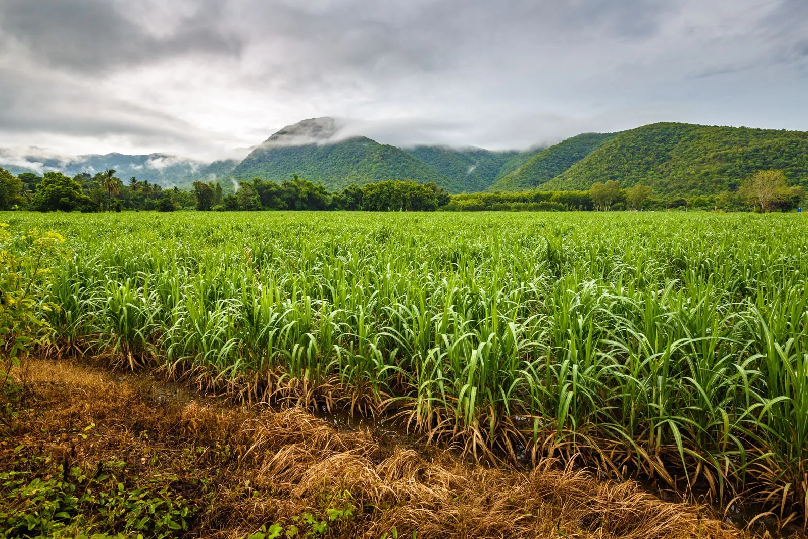 Read more about the article Sugarcane Farm Payouts to Top Rs 36,000 cr in 2023-24 Crushing Season