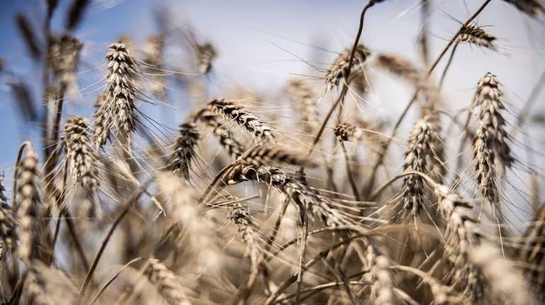 Indian wheat prices at 8-month high on festival demand, tight supply