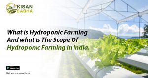 Read more about the article What is Hydroponic Farming And what Is The Scope Of Hydroponic Farming In India