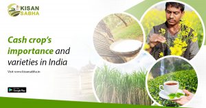 Read more about the article Cash crops’ importance and varieties in India