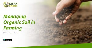 Read more about the article Managing Organic Soil in Farming