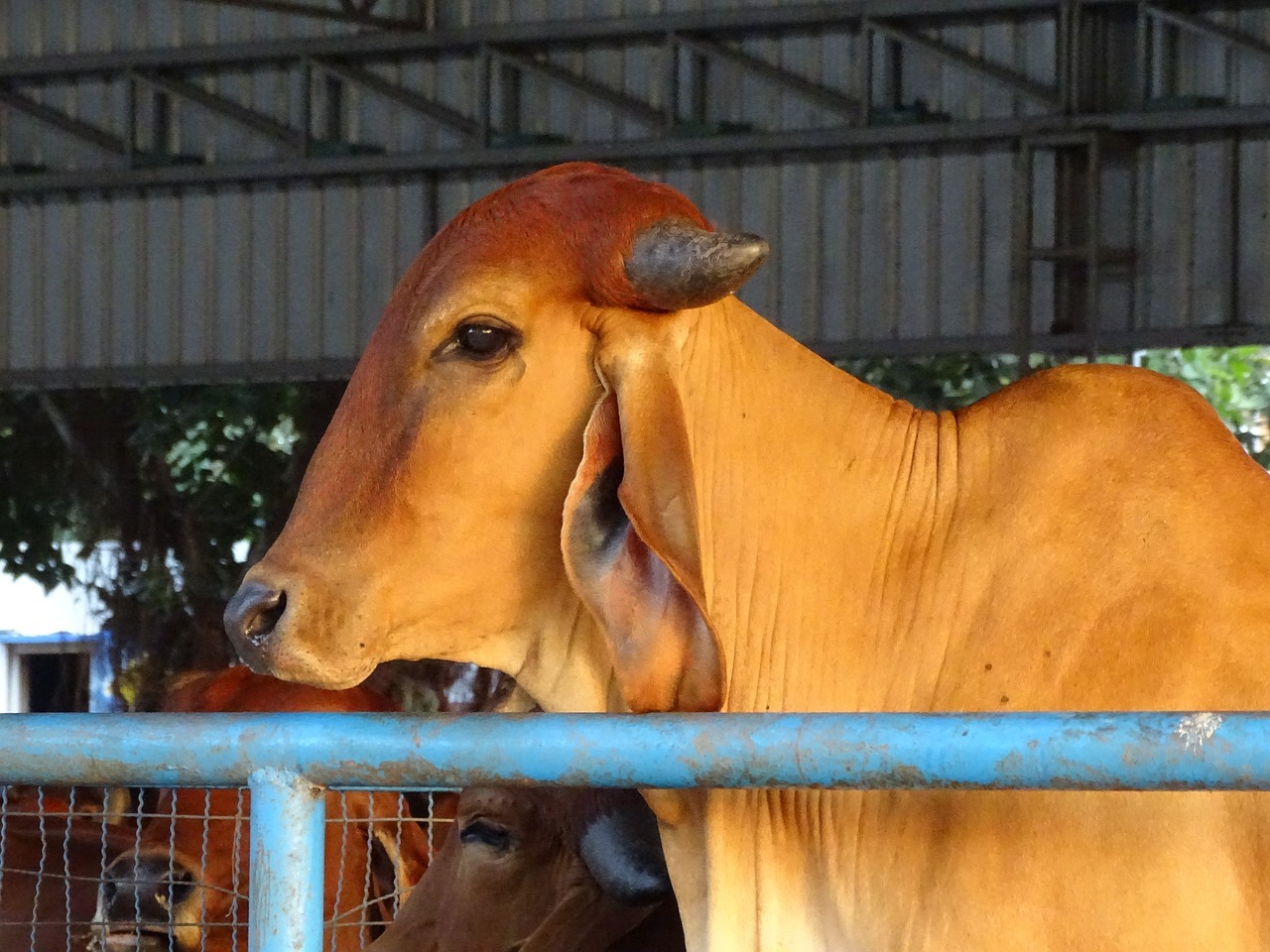 This Cows Breed Produces 10 to 20 Times More Milk Than Regular Cows: Report