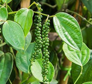 Read more about the article IISR develops high-yielding black pepper variety ‘Chandra’