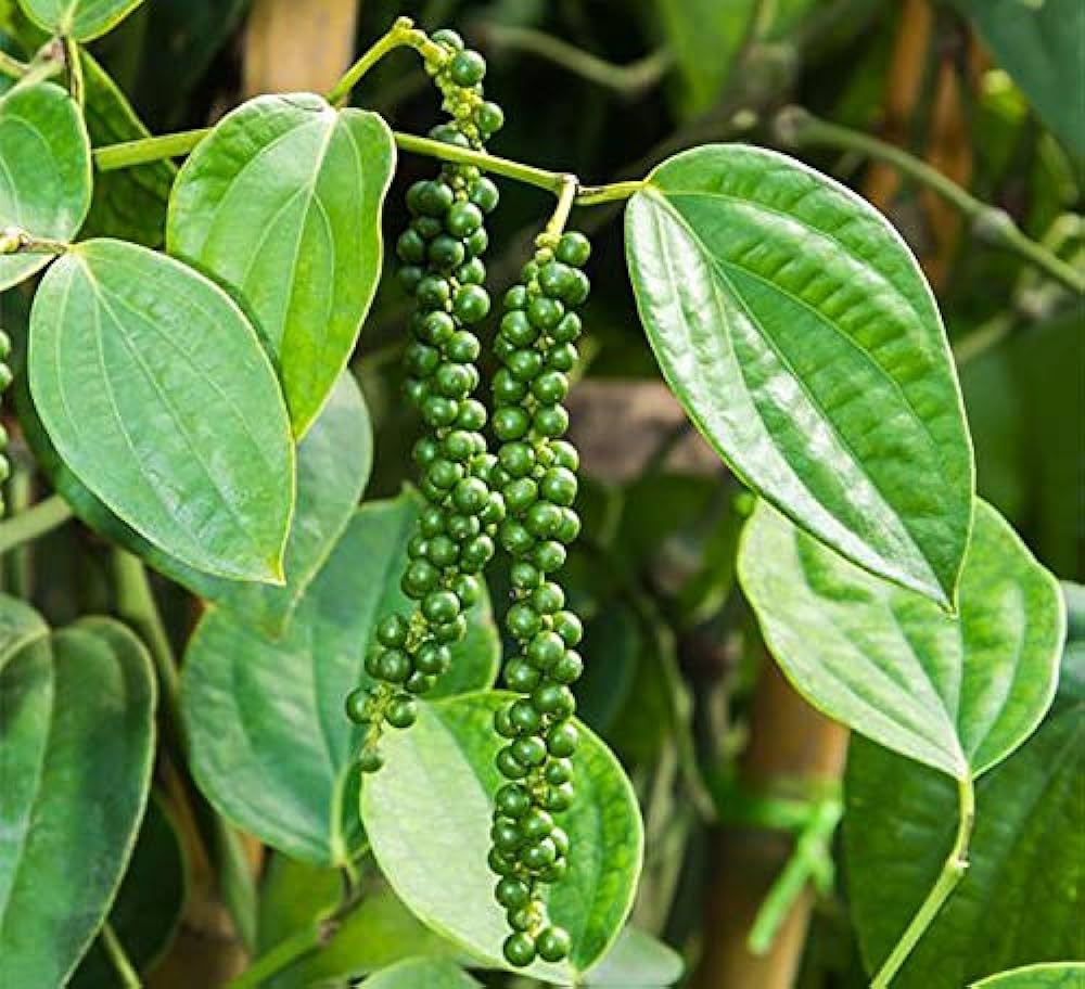 IISR develops high-yielding black pepper variety ‘Chandra’