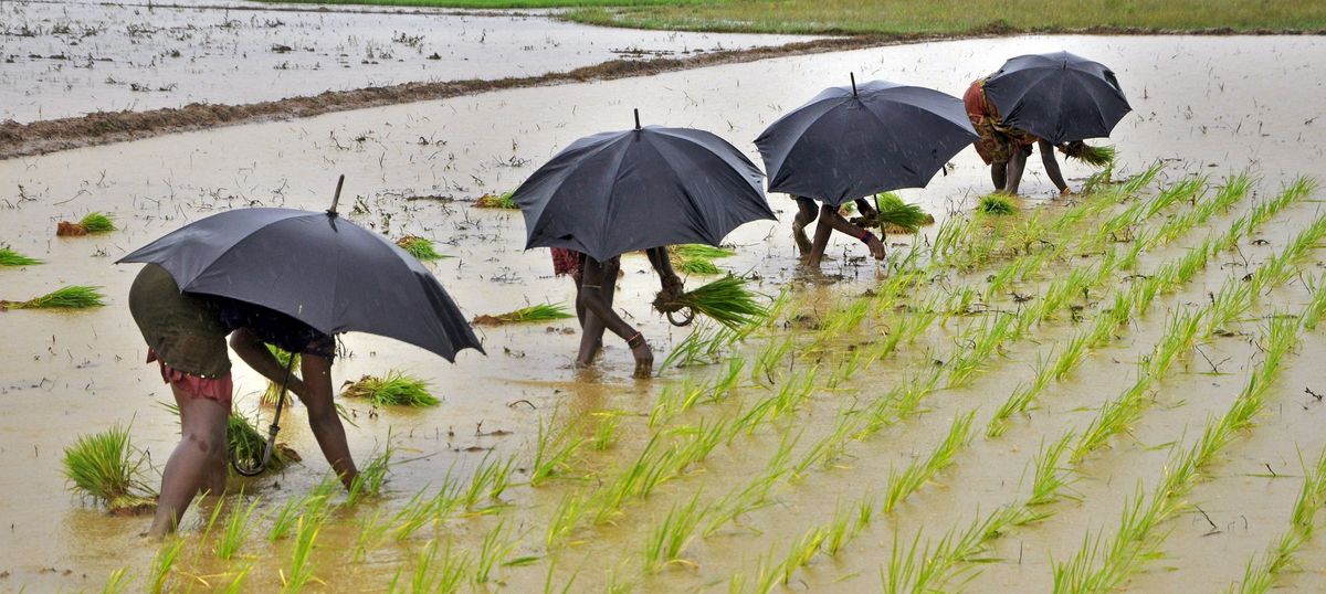 Bad Kharif, Worse Monsoon: Inside India’s Food Security Doubts