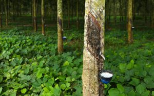Read more about the article Rains hit natural rubber production in Kerala