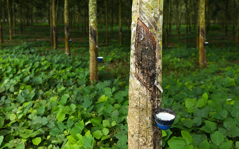 Rains hit natural rubber production in Kerala
