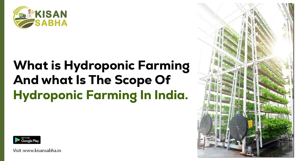 What is Hydroponic Farming And what Is The Scope Of Hydroponic Farming In India