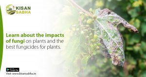 Read more about the article Learn about the impacts of fungi on plants and the best fungicides for plants.