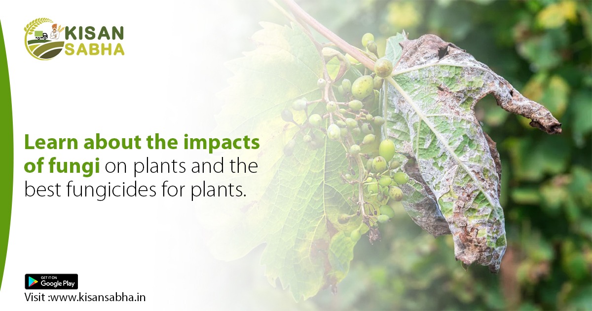 Learn about the impacts of fungi on plants and the best fungicides for plants.