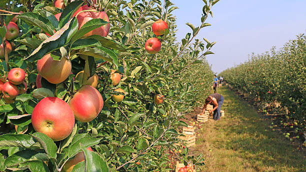 CNH signs MoU with ICAR Institute to develop apple harvesting technology