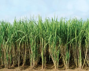 Read more about the article Govt to increase sugarcane prices, says Haryana agriculture minister Dalal