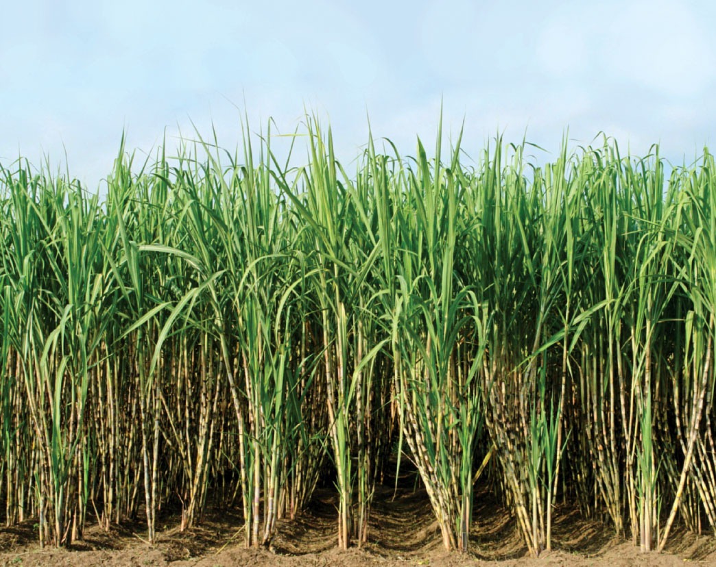 Govt to increase sugarcane prices, says Haryana agriculture minister Dalal