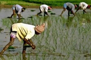 Read more about the article Wheat sowing falls as UP sugarcane farmers yet to clear kharif crop fields