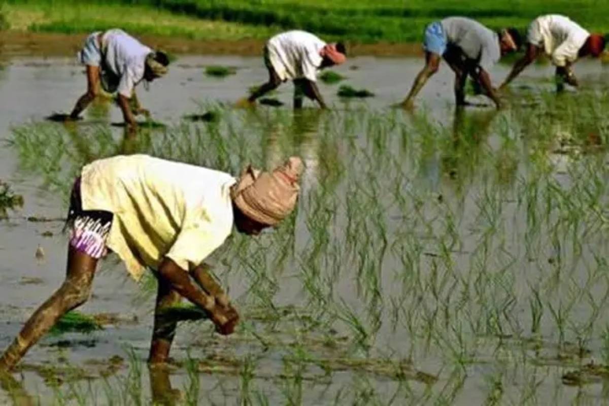 Wheat sowing falls as UP sugarcane farmers yet to clear kharif crop fields
