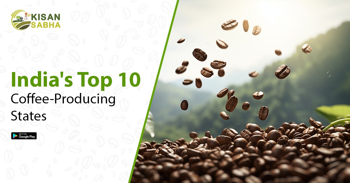 India's Top 10 Coffee-Producing States