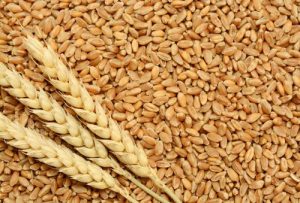 Read more about the article Margin of cooperatives may rise to ₹10/kg to convert Bharat Atta from FCI wheat after cut in issue price