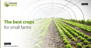Read more about the article The best crops for small farms