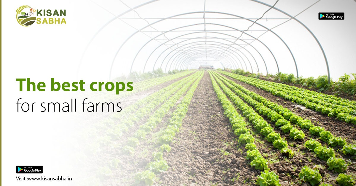 The best crops for small farms