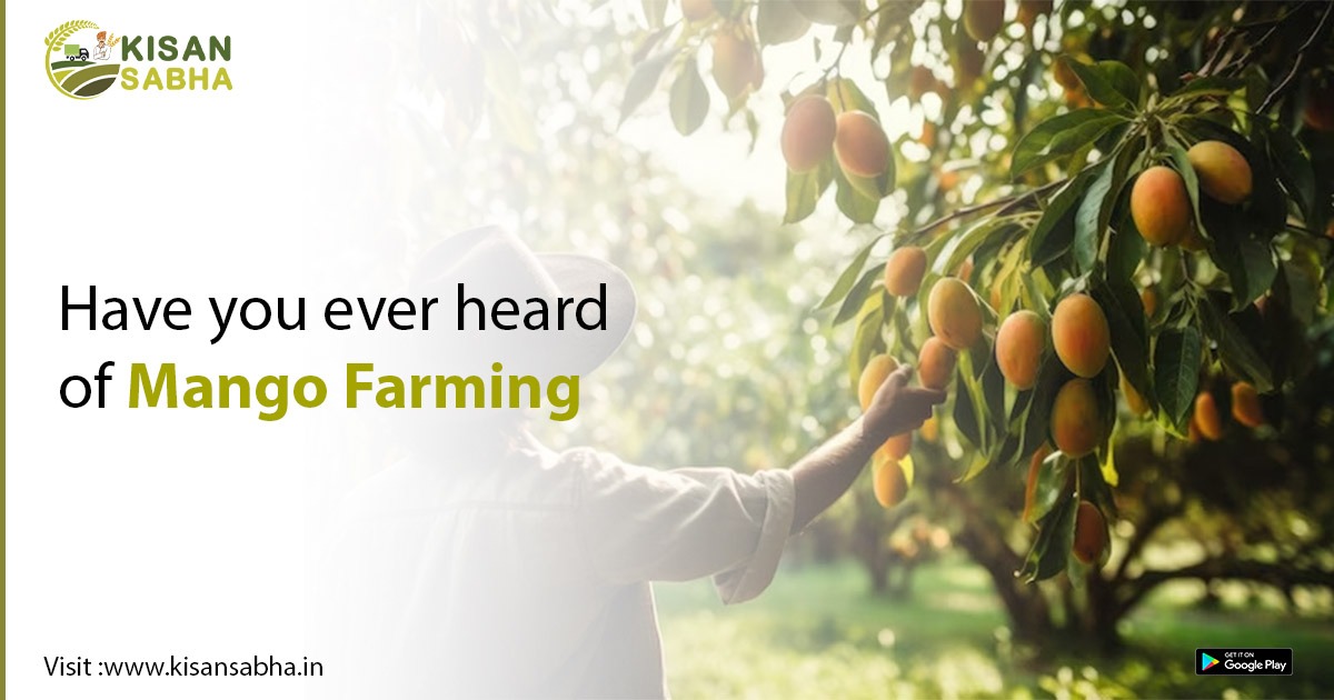 Have you ever heard of Mango Farming?