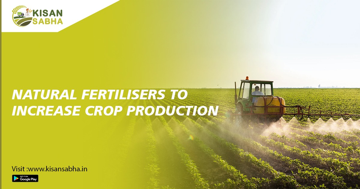 Natural Fertilisers to Increase Crop Production