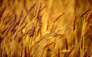 Read more about the article Mandi Price: Fall in Wheat Prices, Know Latest Price in India