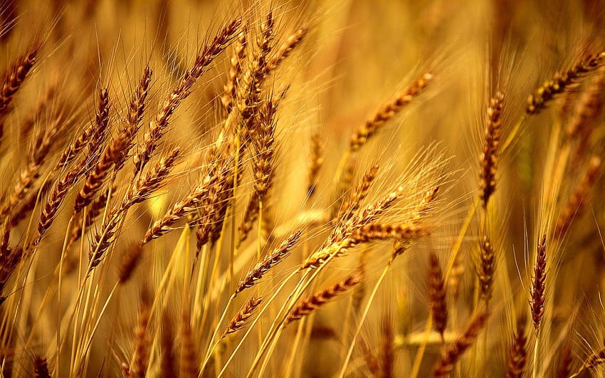 Mandi Price: Fall in Wheat Prices, Know Latest Price in India
