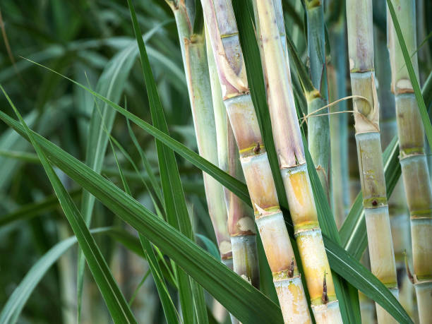 Maharashtra mills pay 96% of sugarcane prices to farmers