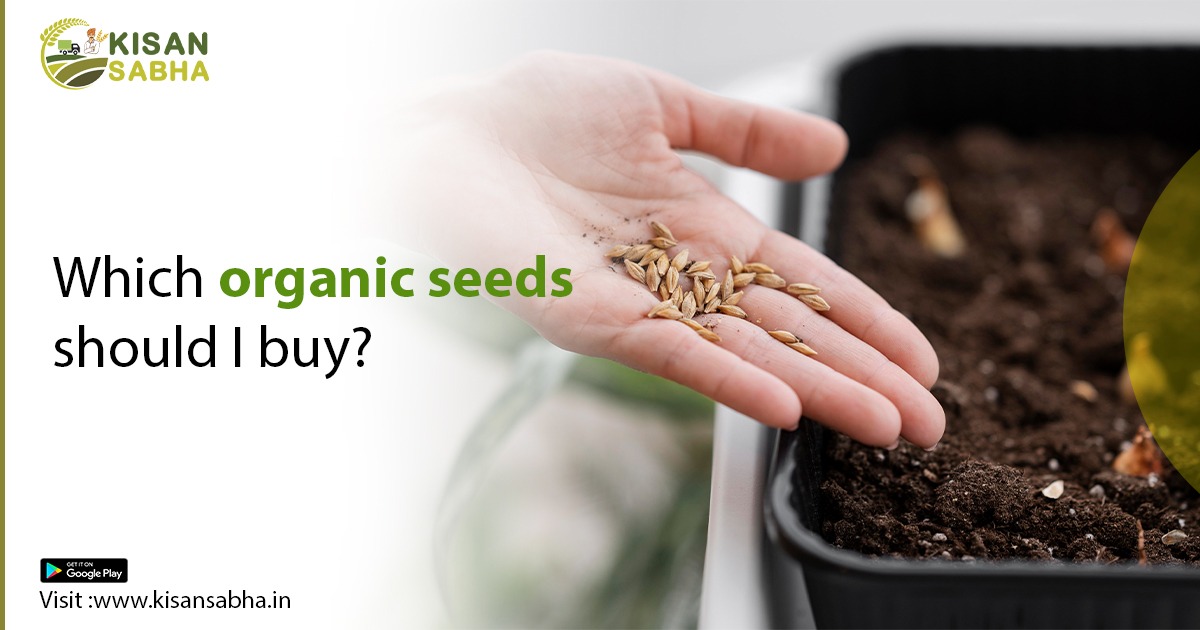 Which organic seeds should I buy?