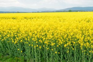 Read more about the article Rajasthan may see drop in mustard production during 2023-2024 crop season