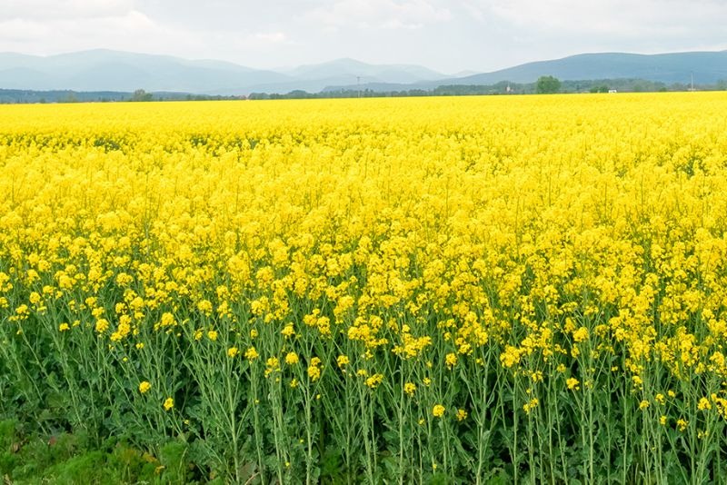 Rajasthan may see drop in mustard production during 2023-2024 crop season