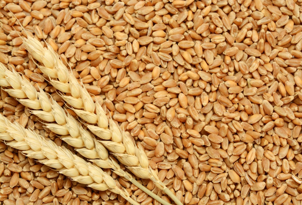 Wholesale Wheat Prices Drop on New Arrivals
