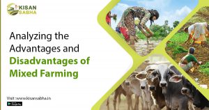 Read more about the article Analyzing the Advantages and Disadvantages of Mixed Farming