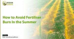 Read more about the article How to Avoid Fertiliser Burn In the Summer?