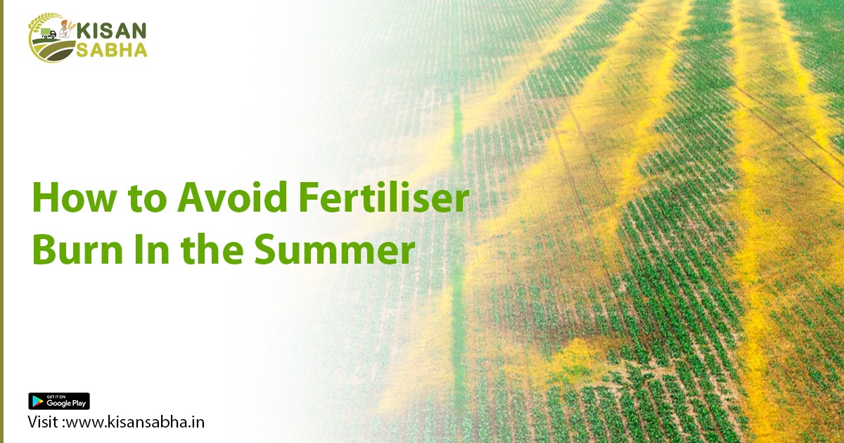 How to Avoid Fertiliser Burn In the Summer?