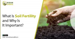 Read more about the article What Is Soil Fertility and Why Is It Important?