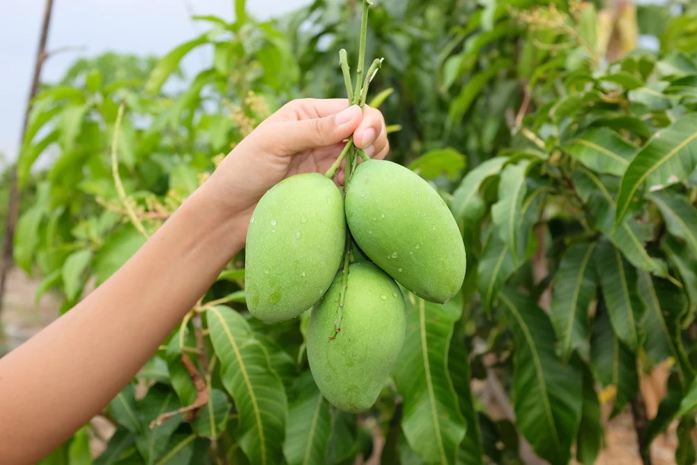 Protect Your Mango Harvest with These Effective Tips Against Menace of Hoppers