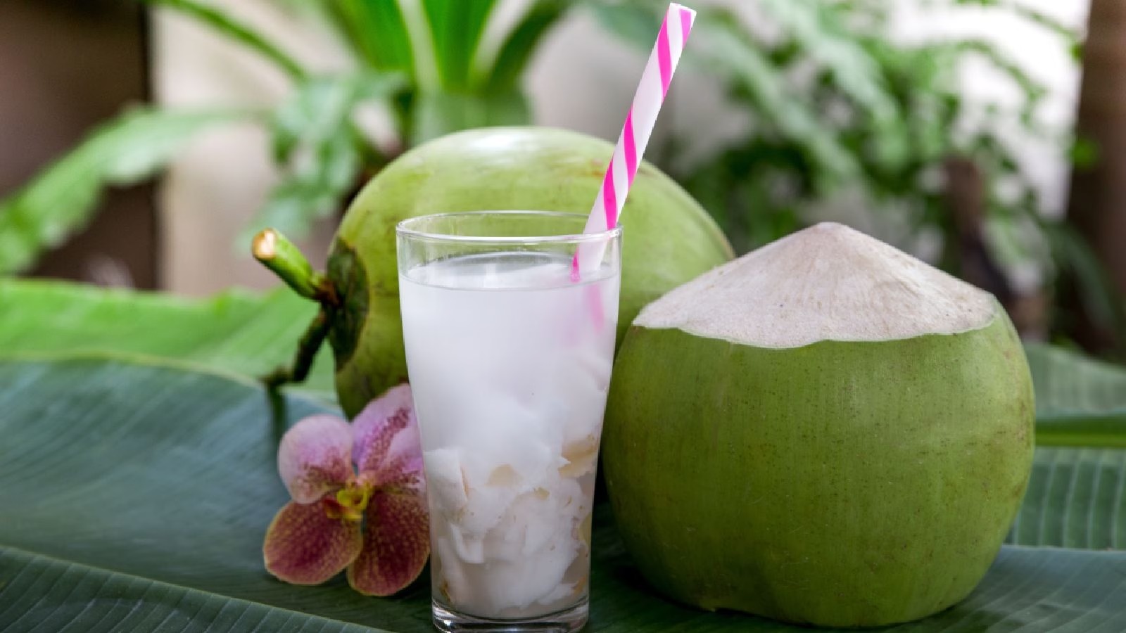 Read more about the article Coconut Wholesale Prices Rise in Several Indian Mandis