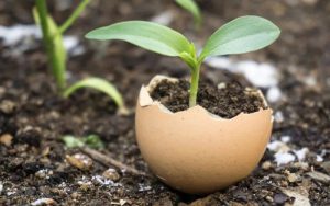Read more about the article Revamp Your Garden with This Simple Eggshell Trick for Healthier Soil and Pest Control