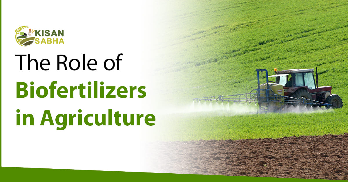 Role of Biofertilizers in Agriculture
