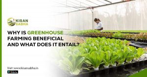 Read more about the article Why is Greenhouse Farming Beneficial and what does it Entail?