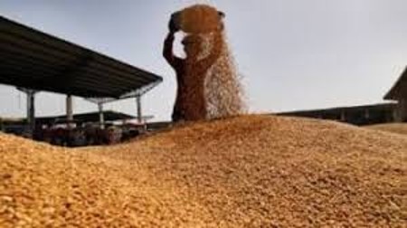 Read more about the article Wheat stock with Food Corporation of India falls below 100 lakh tonnes for the first time since 2018